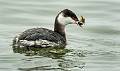 image by Kirms Photography Horned Grebe-1